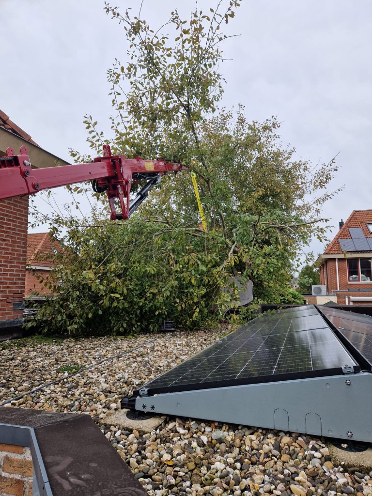 Boom uit een achtertuin